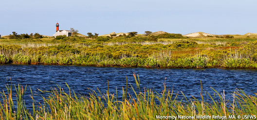 Cape Cod