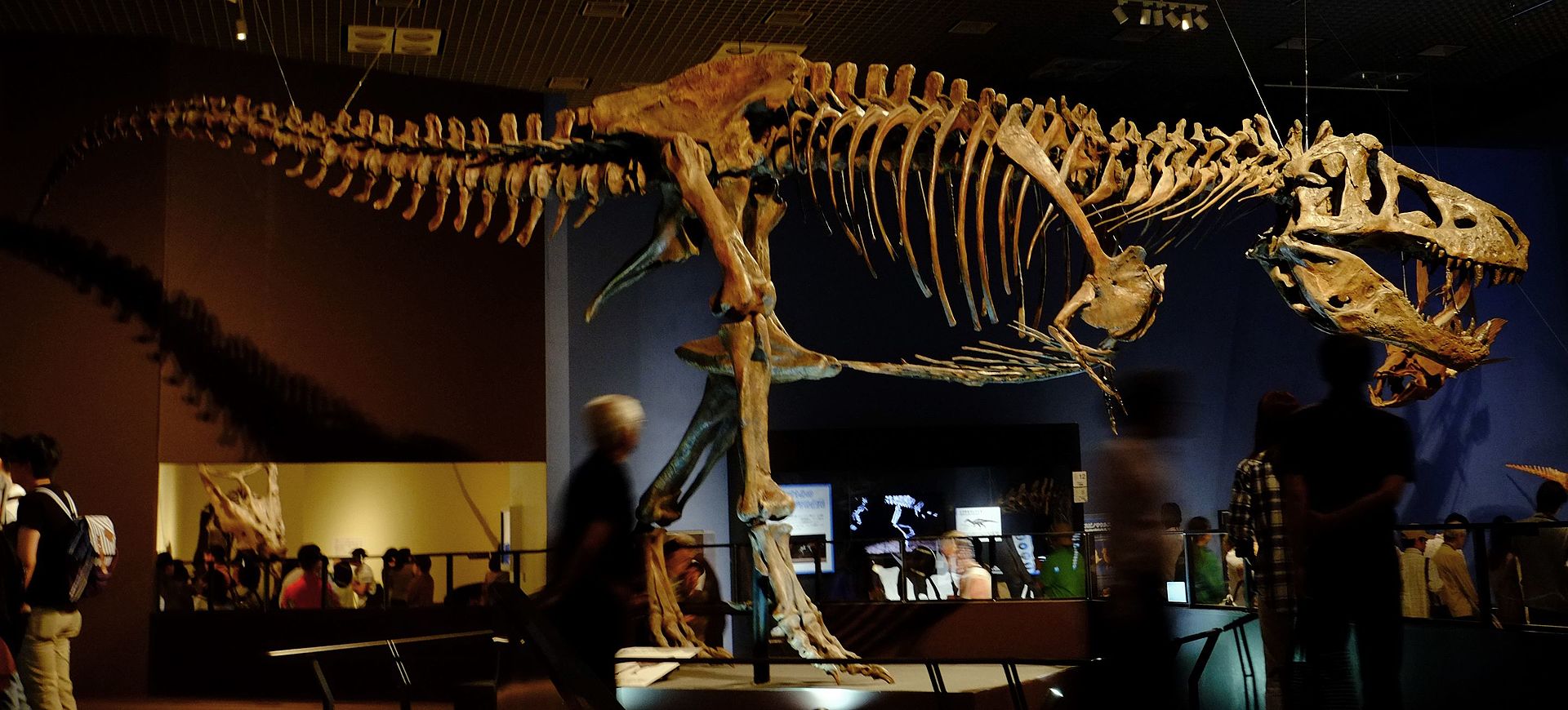 Une réplique de Scotty exposée au Musée national de la nature et des sciences de Tokyo. Par Kumiko -  CC BY-SA 2.0