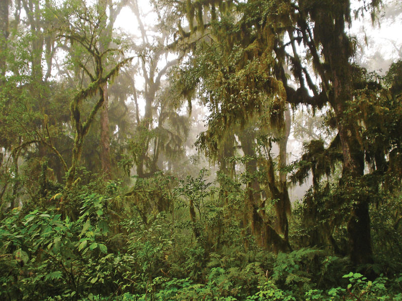 Forêt nuageuse en route vers San Andrés, dans la yunga, province de Salta. De Yungueña - travail personnel, CC BY-SA 4.0
