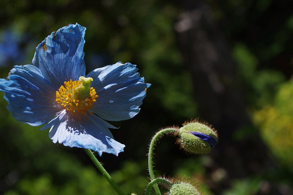 Pavot bleu. CC BY-SA 3.0 Gzhao 