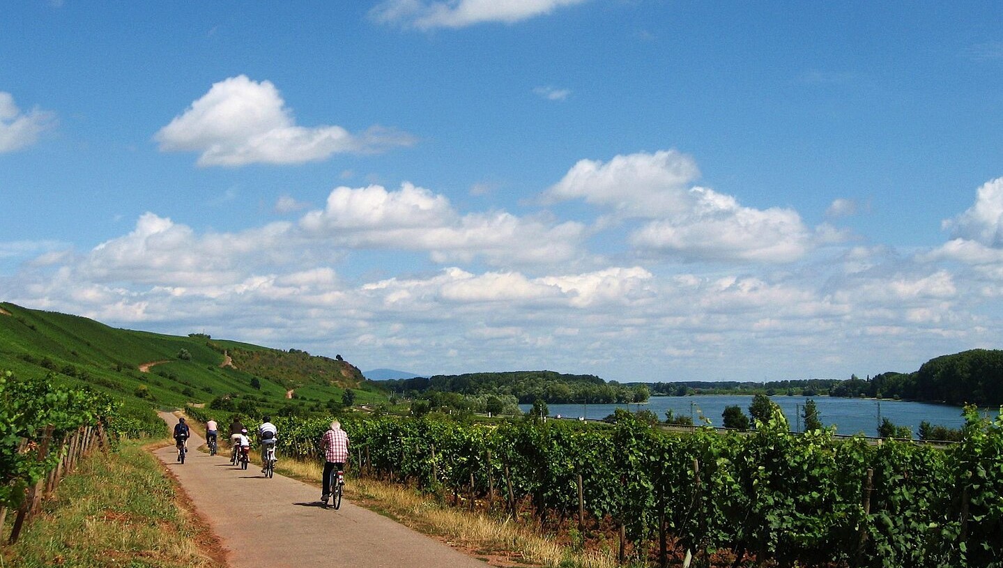 L'Eurovélo 15 et la route du Rhin entre Worms et Mayence
Par Celsius sur wikivoyage shared, CC BY-SA 3.0,