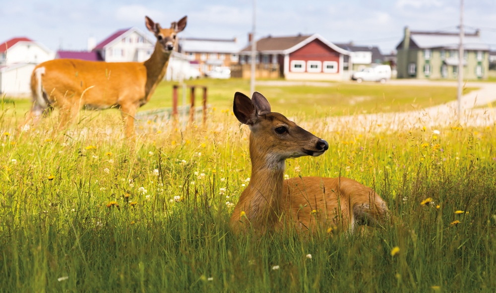 L’histoire de l’île d’Anticosti