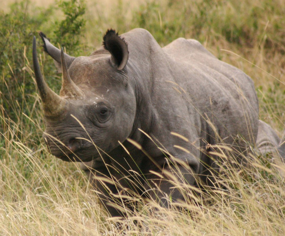 Le parc national de Tsavo