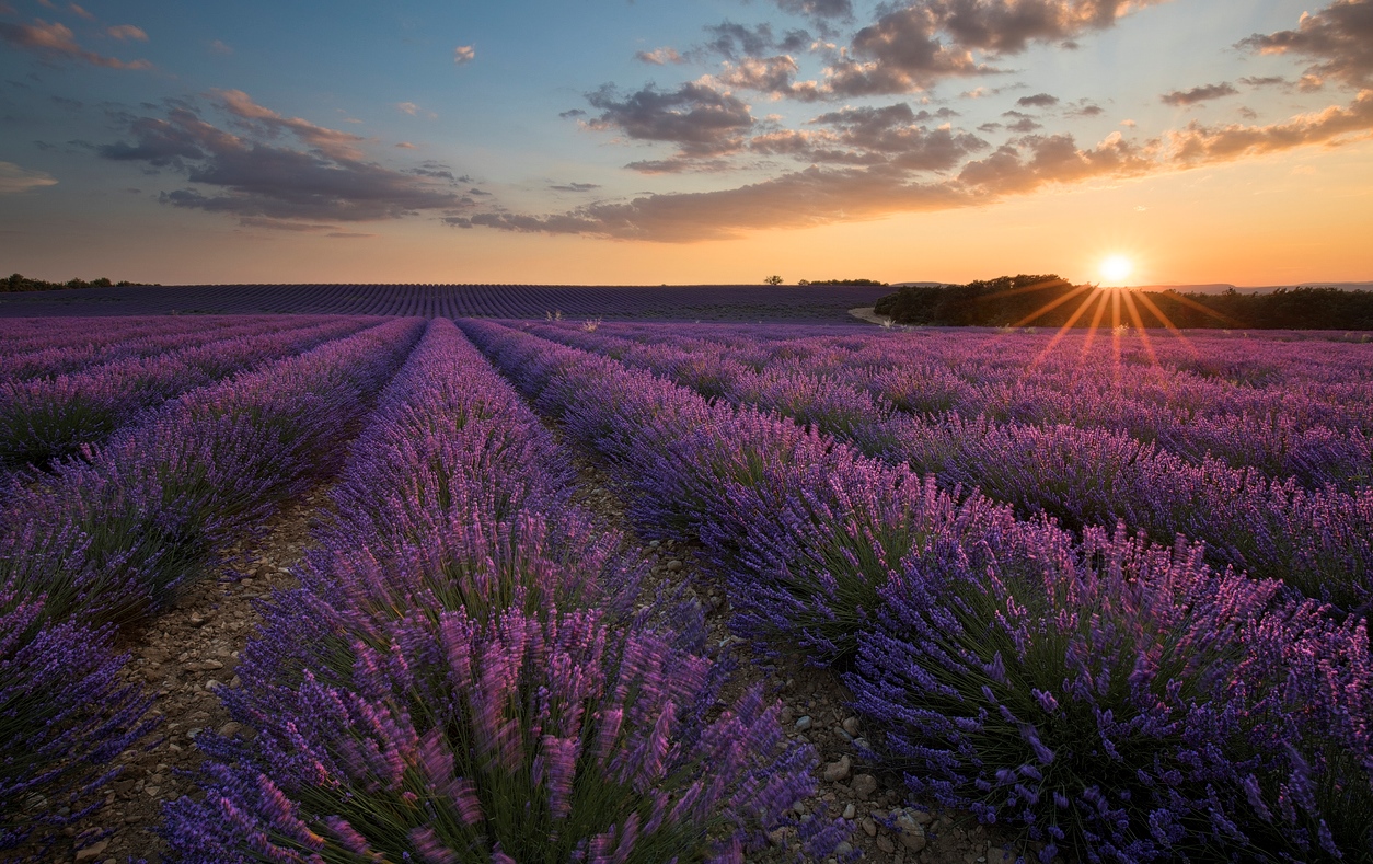 Au pays de la lavande