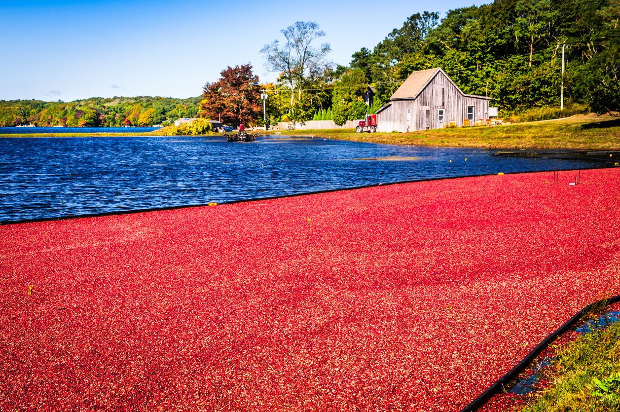 La culture des canneberges à Cape Cod