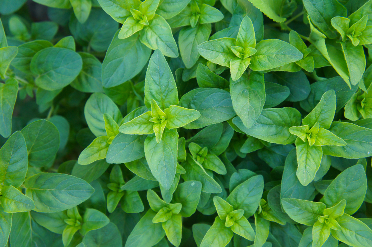 L'origan, un élément des herbes de Provence. © iStock / skymoon13
