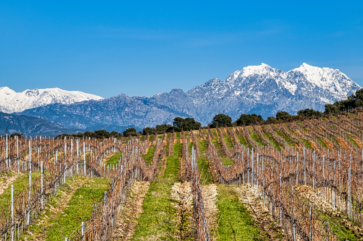 « Corsé » le vin corse!