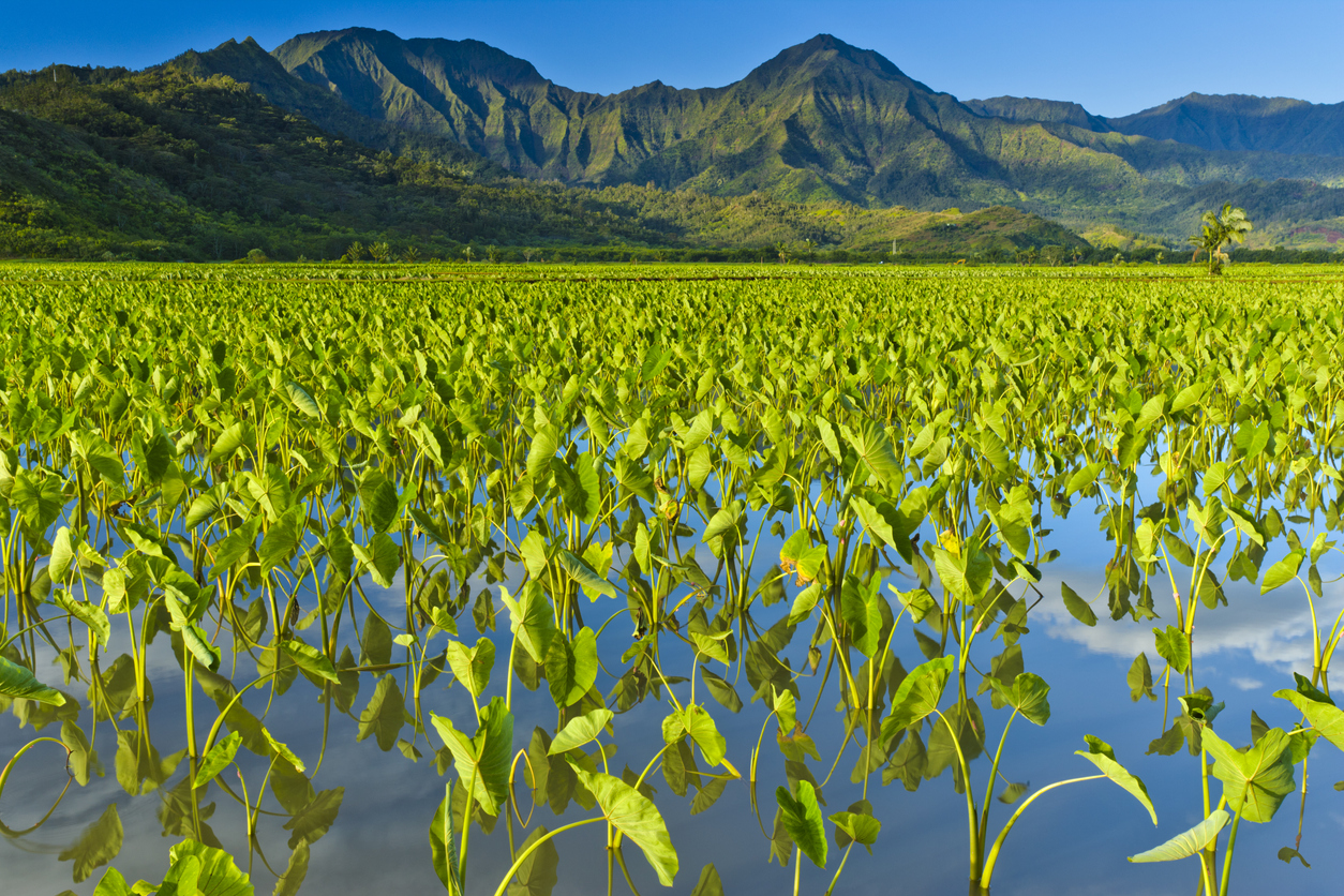 Le taro à Hawaii