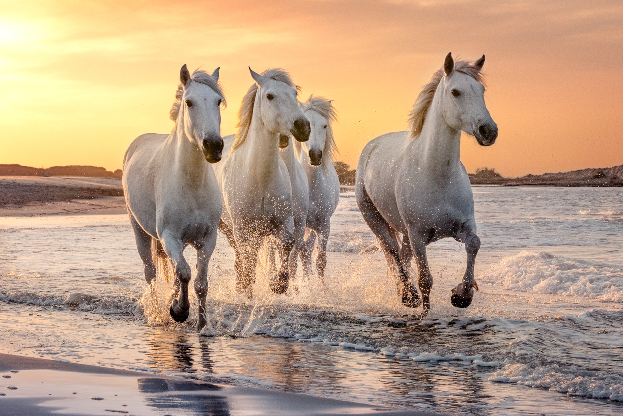 Le Camargue : une race équine ancienne au passé incertain