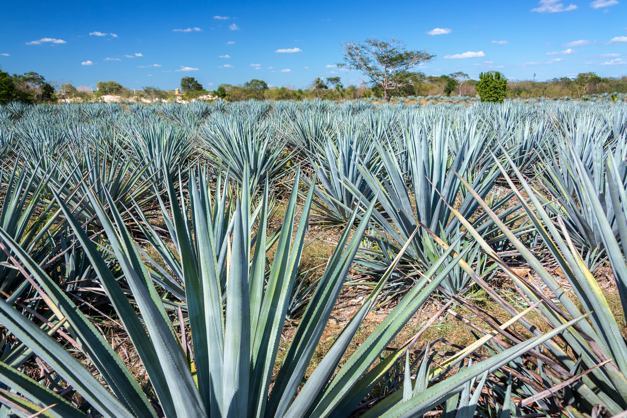 Los Caminos del Mezcal