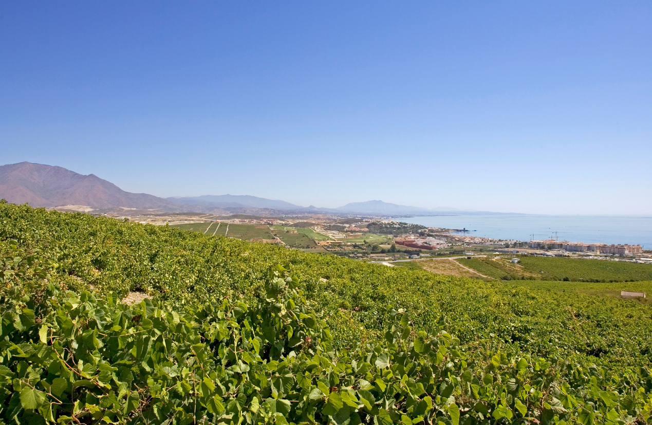 Le vin de Málaga