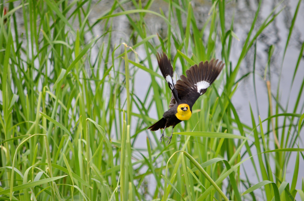 Un détour pour les amoureux des oiseaux