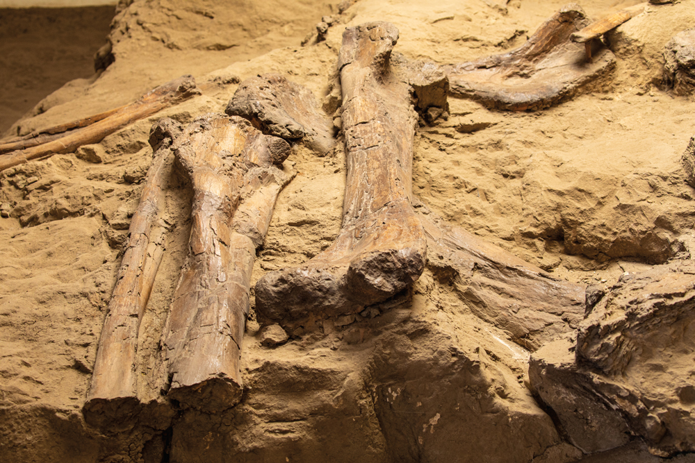 Des dinosaures en Alberta?