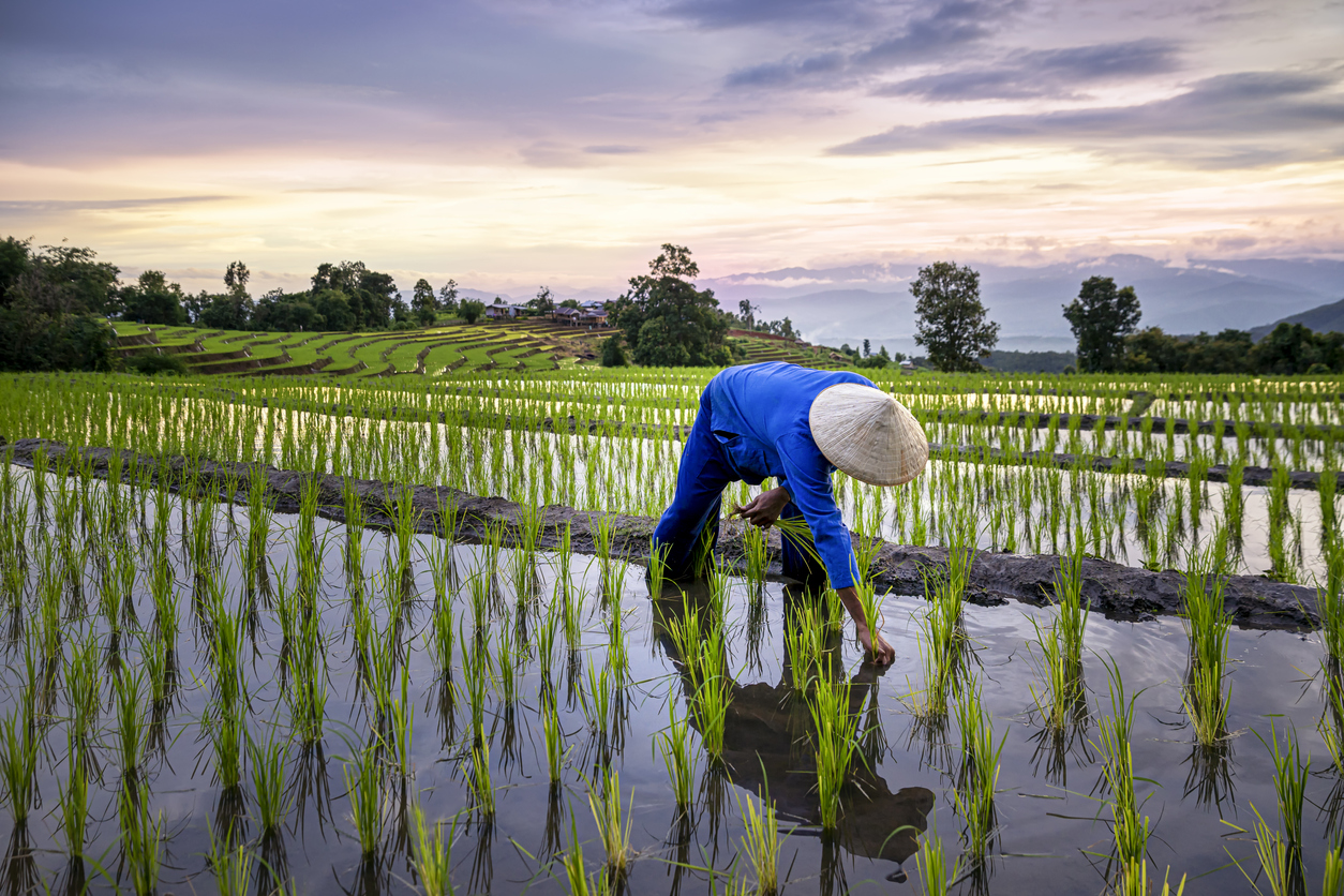 Au pays du pho