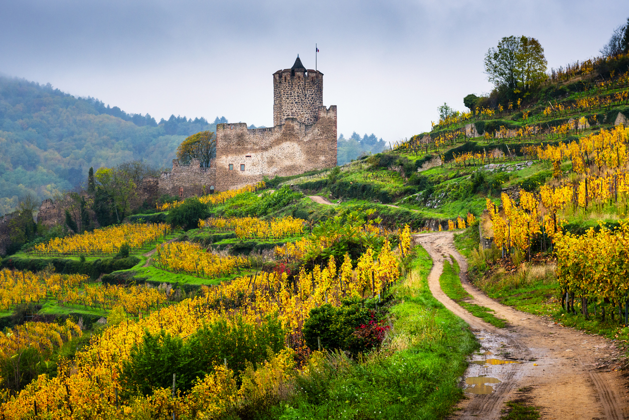 Découvrir le vignoble alsacien autrement