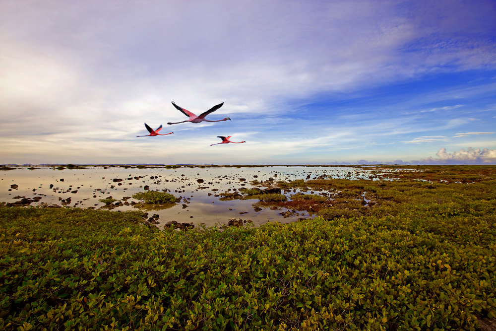 Bonaire, une des îles ABC