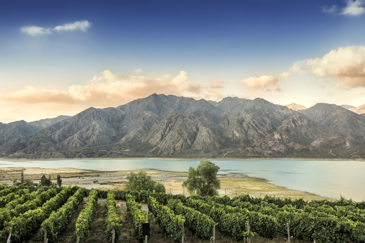 Le malbec, cépage emblématique de l’Argentine