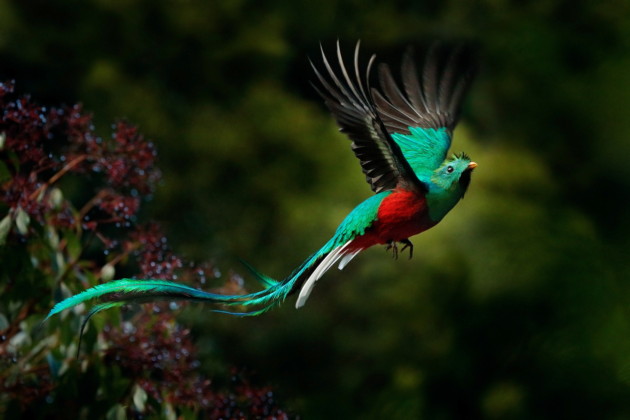 Animaux emblématiques du Mexique