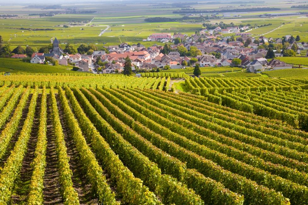 Le pinot noir, un cépage complexe