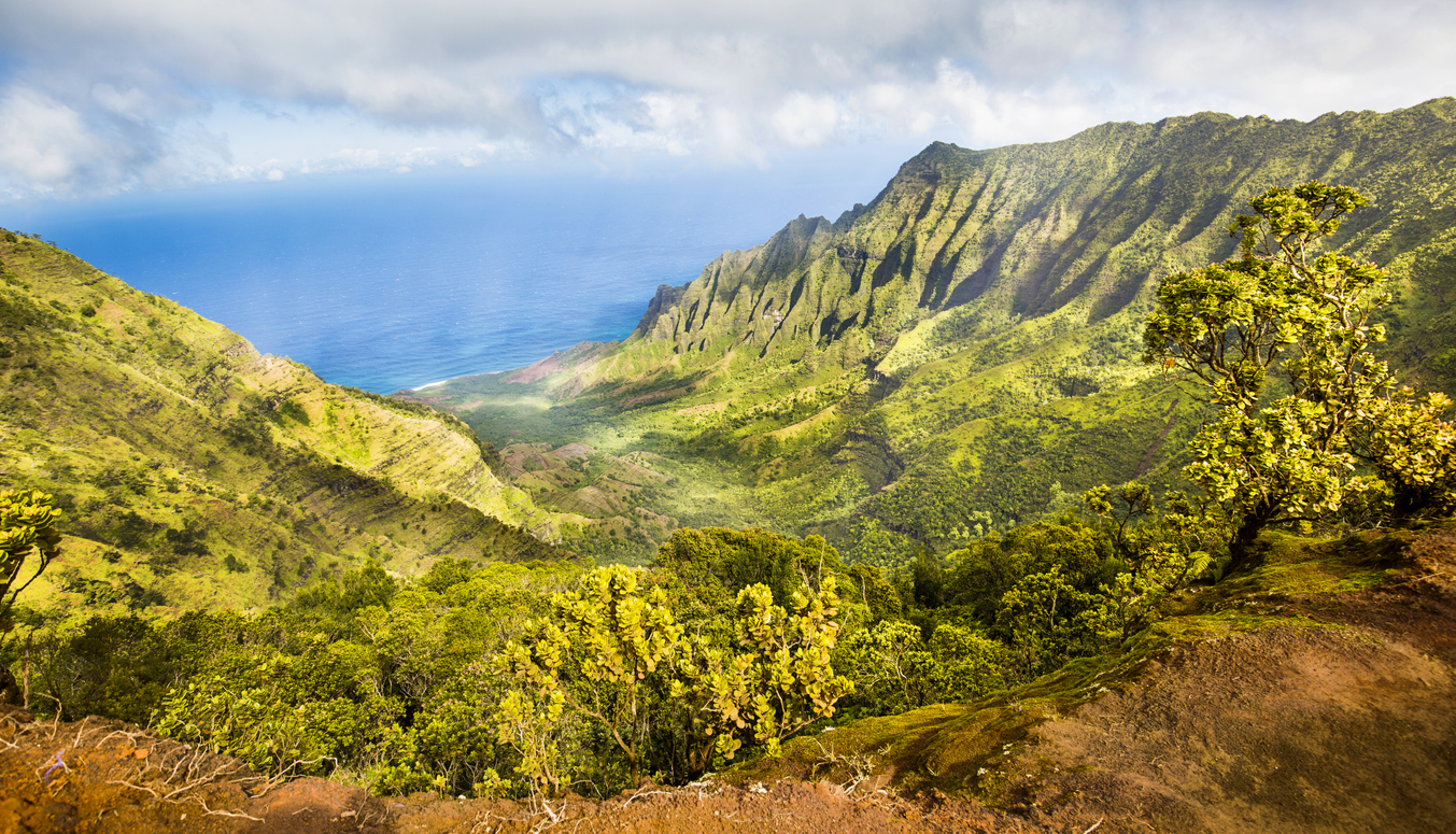 Hawaii, le paradis du cinéma