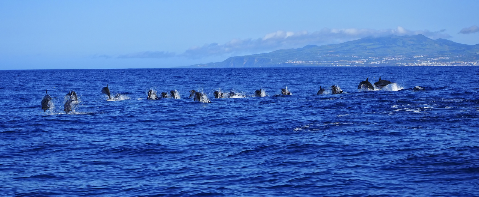 L’observation des cétacés aux Açores