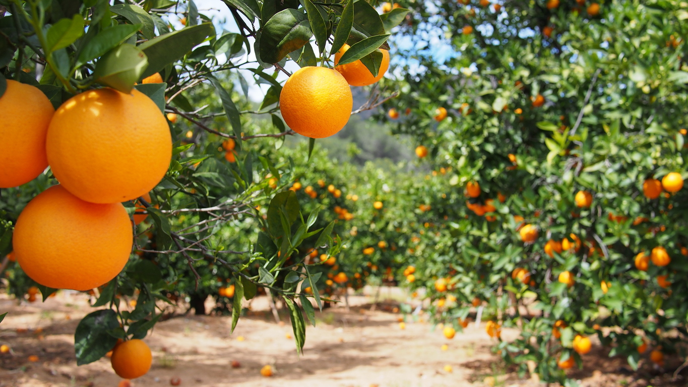Au pays des orangers