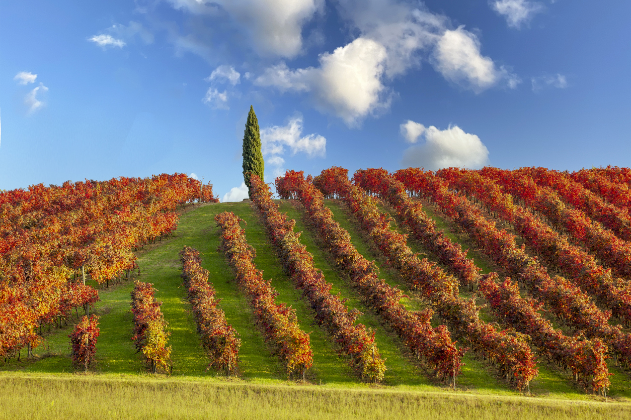 Le lambrusco