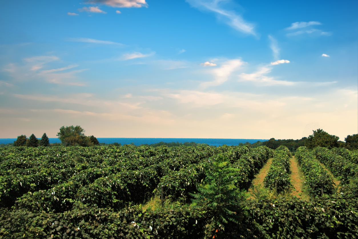 Brotherhood, le premier vignoble des États-Unis?