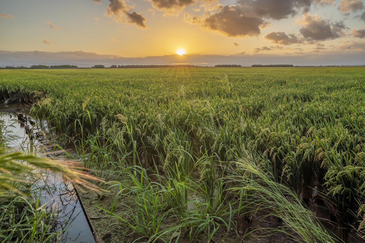 L’Espagne, deuxième producteur de riz en Europe