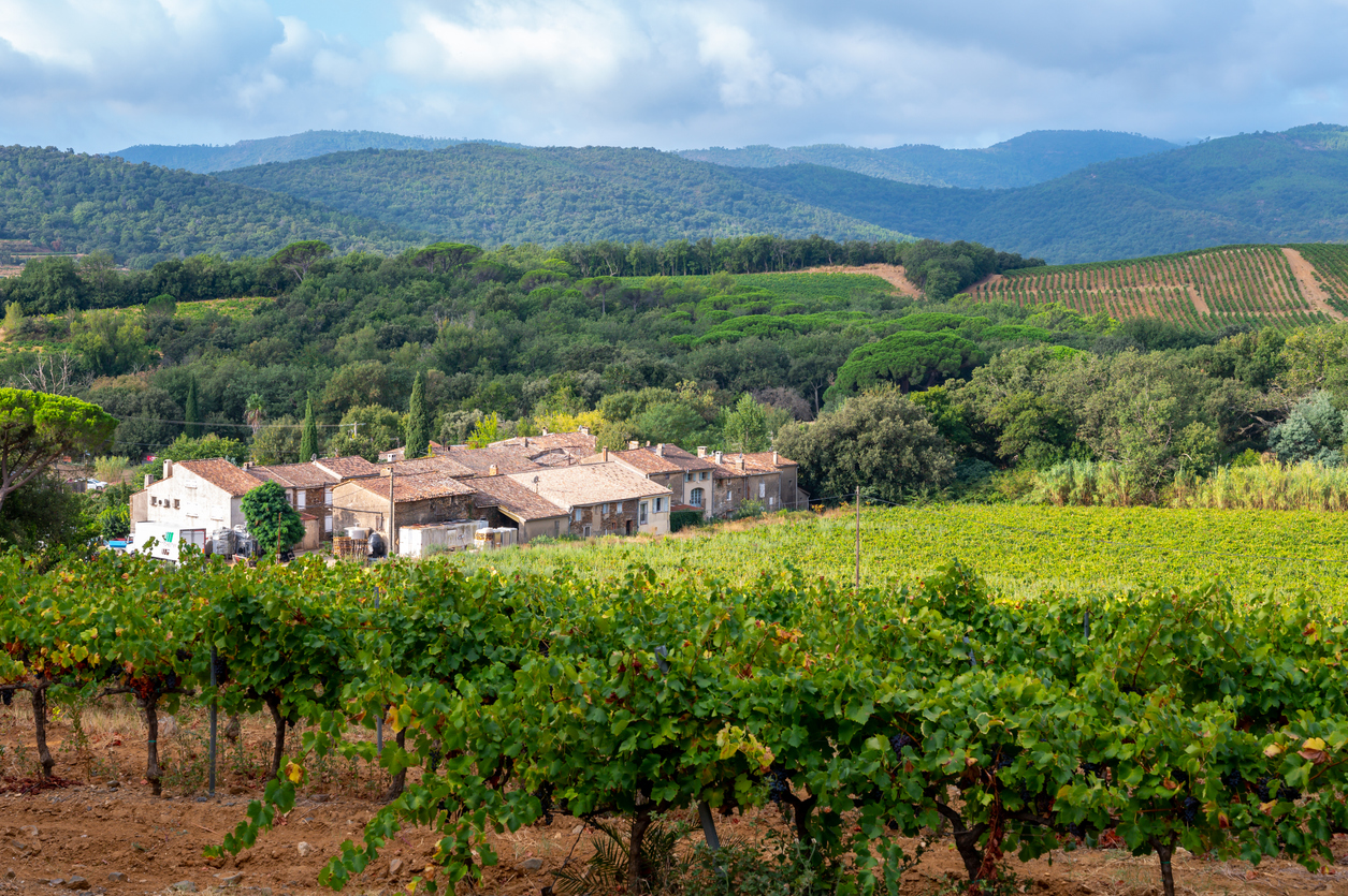 Bien plus que des rosés!