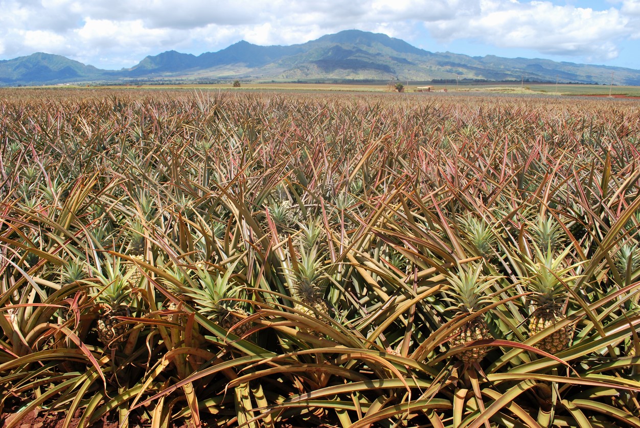Les ananas d
