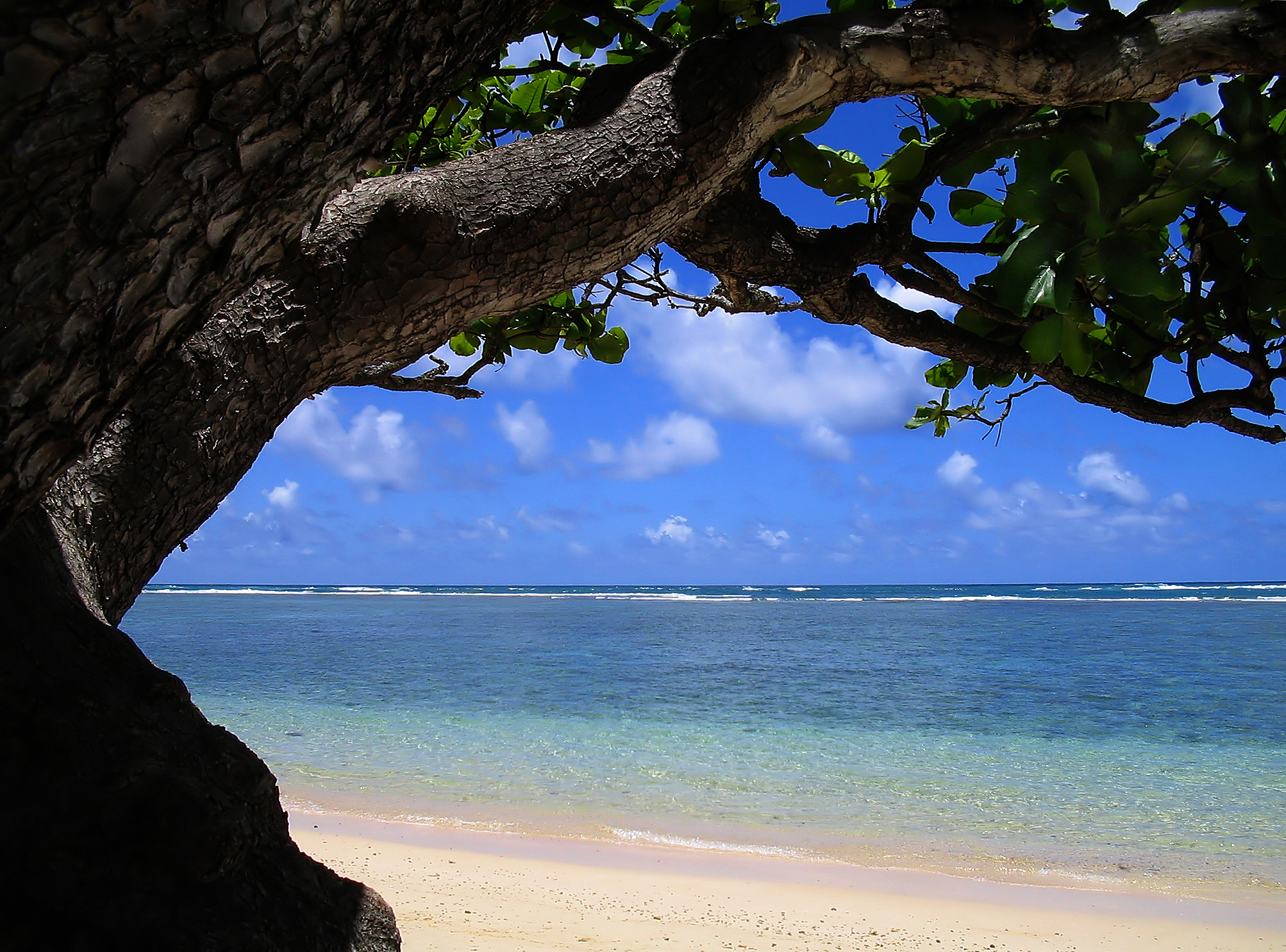 Hawaii et les noix de Macadamia