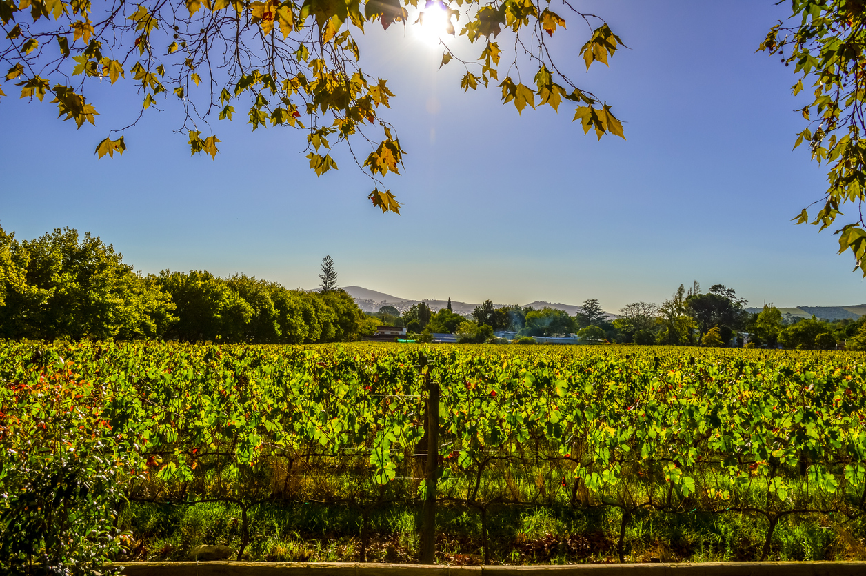 Routes des vins dans le monde - 50 itinéraires de rêve