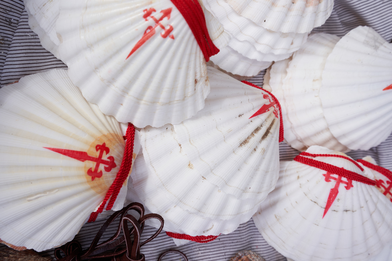 La coquille Saint-Jacques