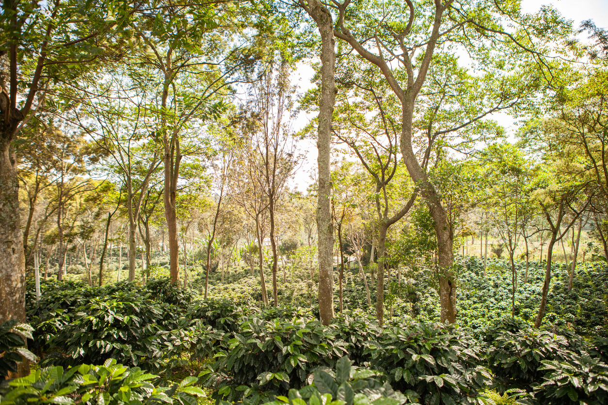 La production de café au Mexique