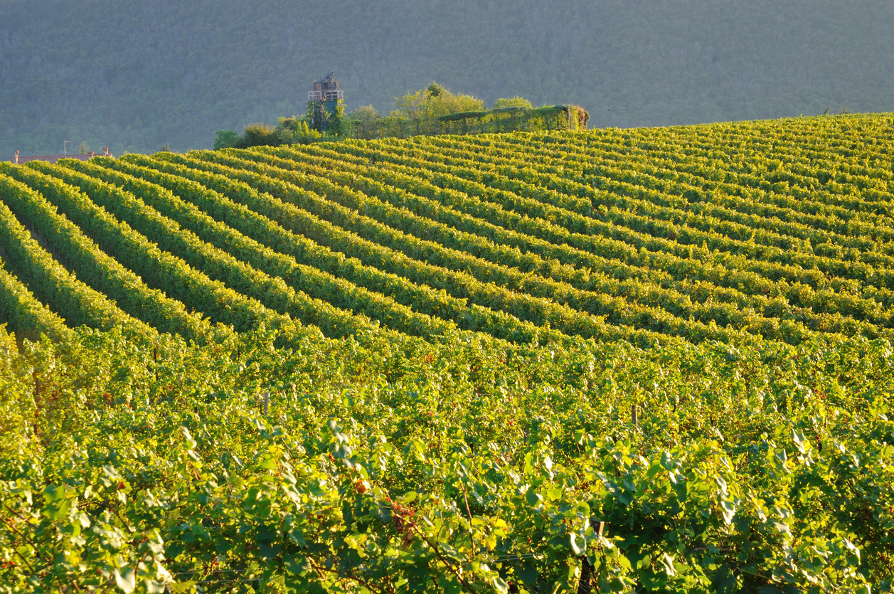 Les vins de Lombardie