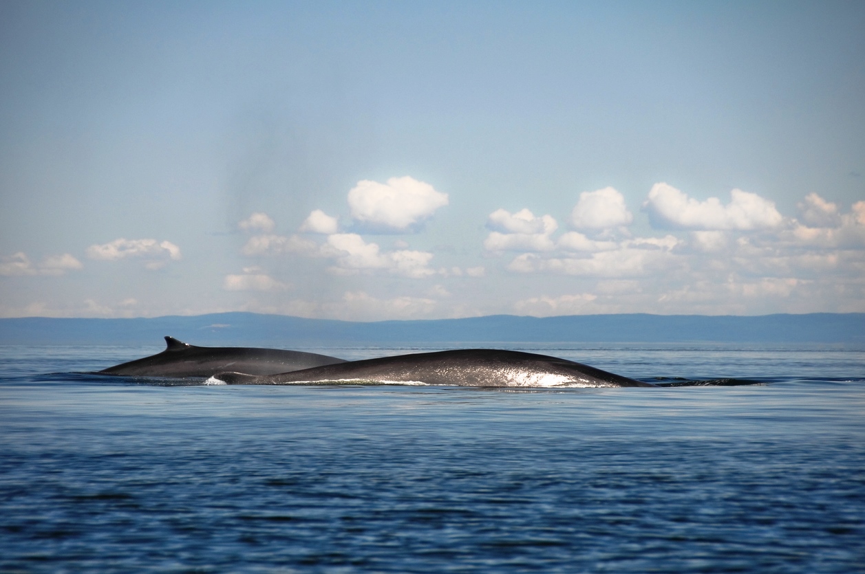 La Route des Baleines sur la Côte Nord du Québec