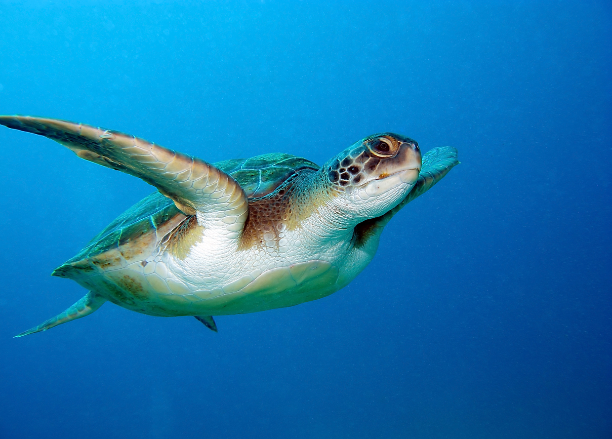 La tortue caouanne, fidèle au poste en Grèce