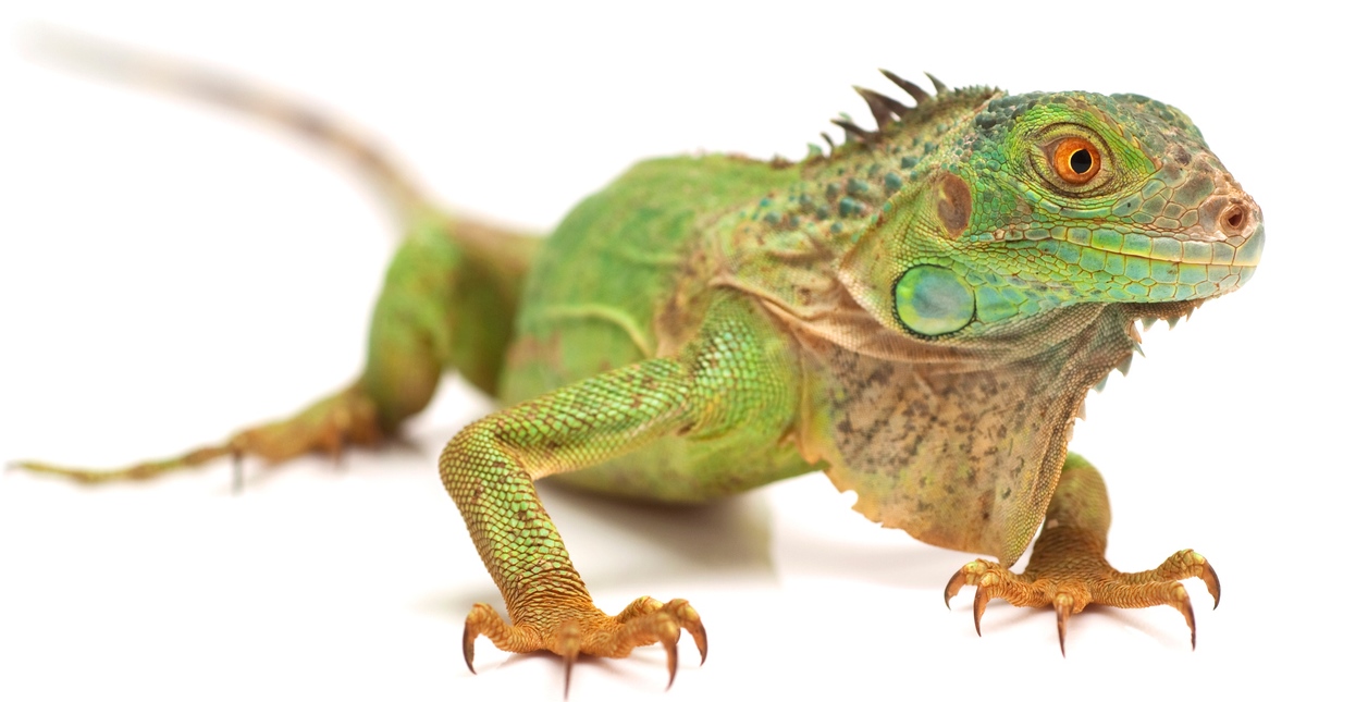 Les iguanes du fort Saint-Louis en Martinique