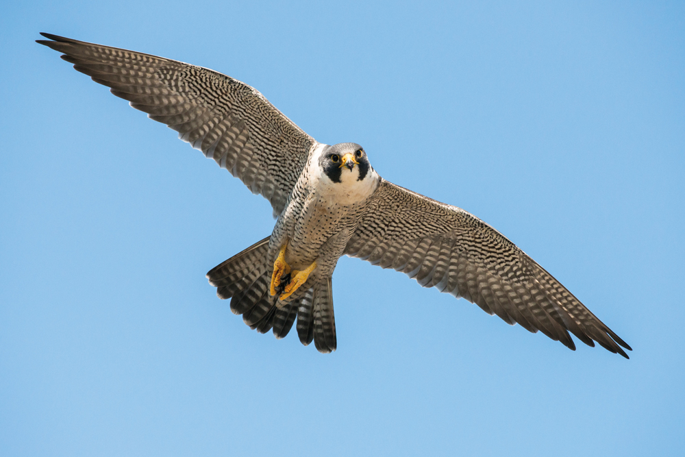 Duluth et les oiseaux