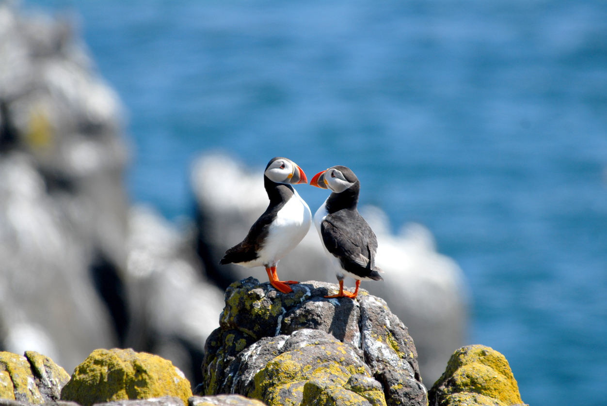 Un oiseau marin au bec multicolore