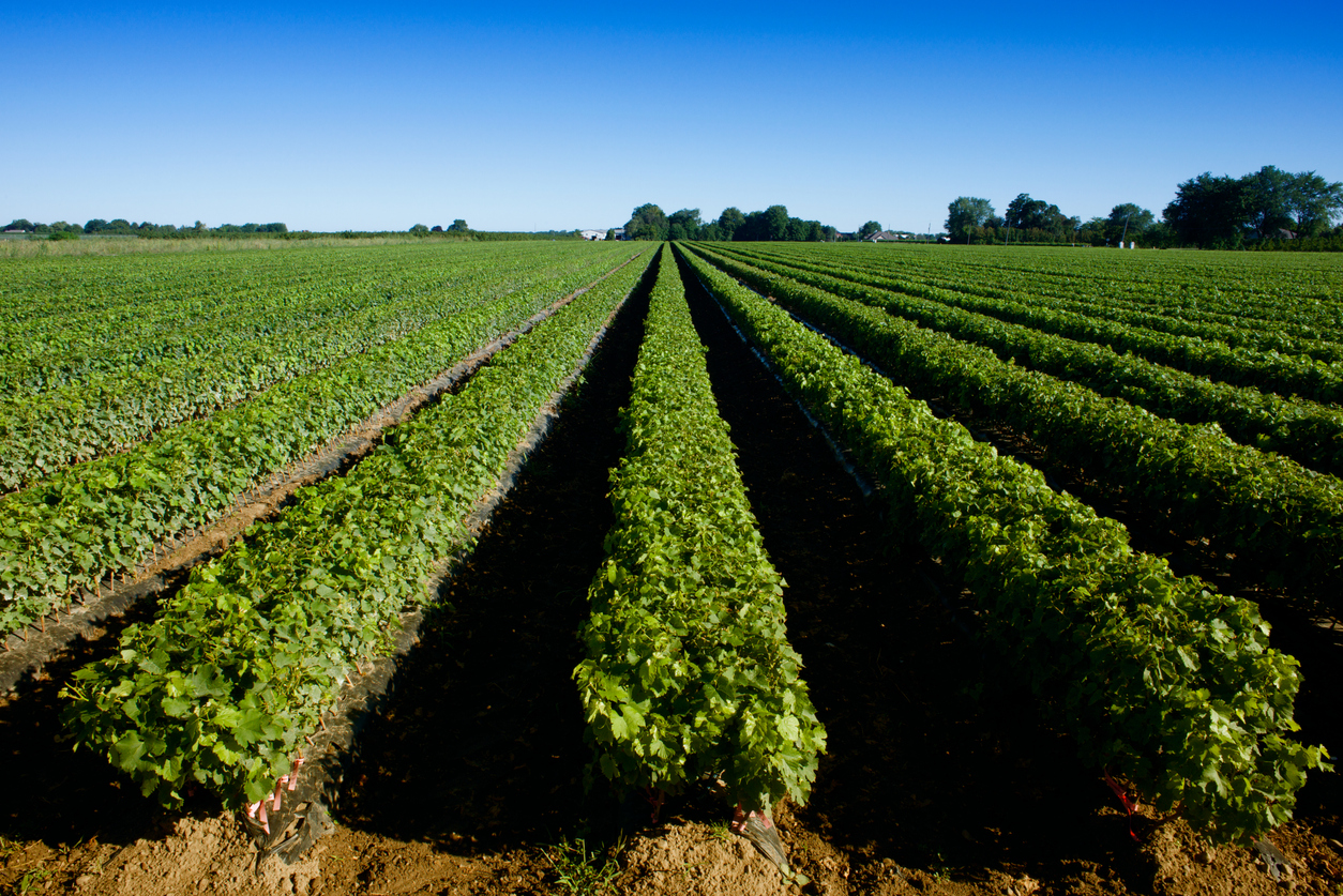 La certification VQA en Ontario
