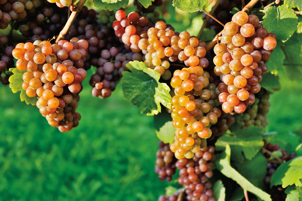 Le vinho verde