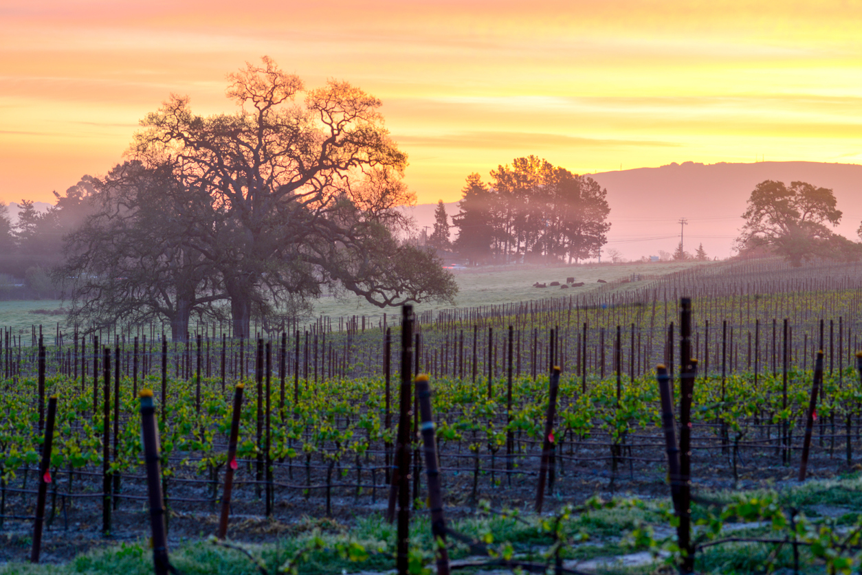 La grande histoire du zinfandel