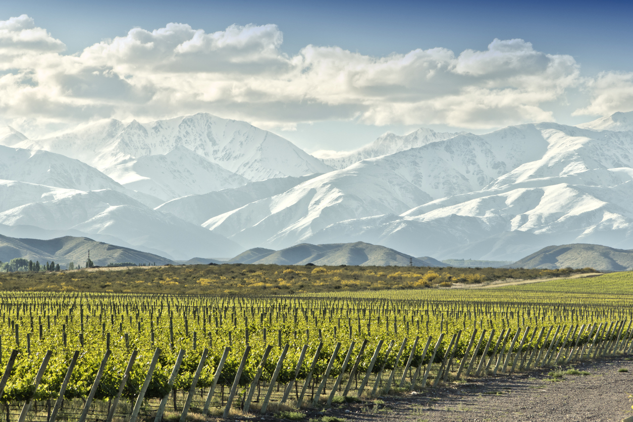 La viticulture en Argentine
