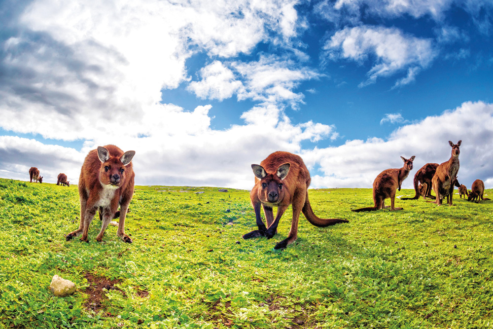 À la rencontre des koalas et des kangourous en Australie