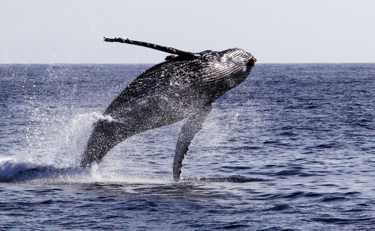 Observation des baleines