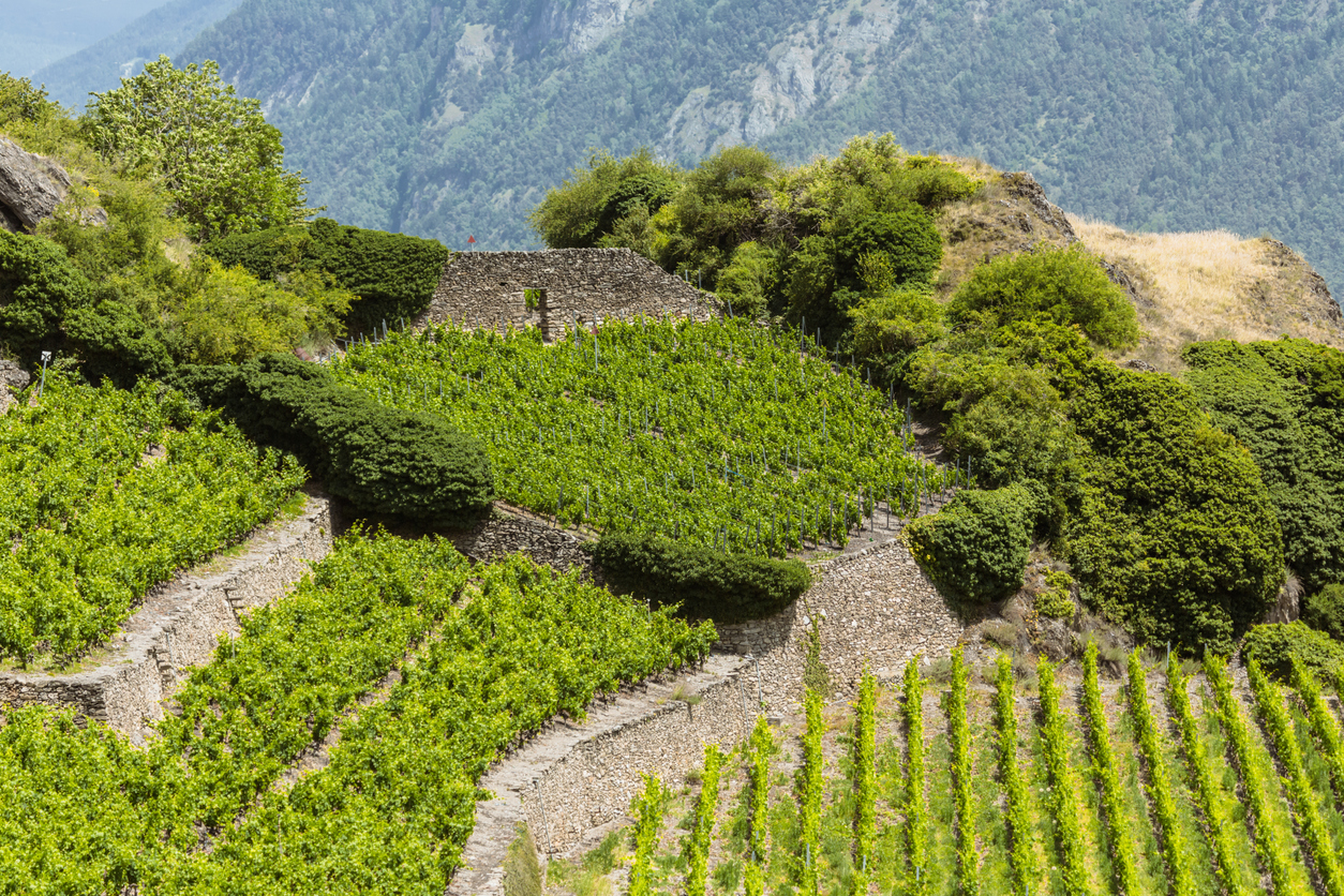 Noms traditionnels des cépages dans le Valais