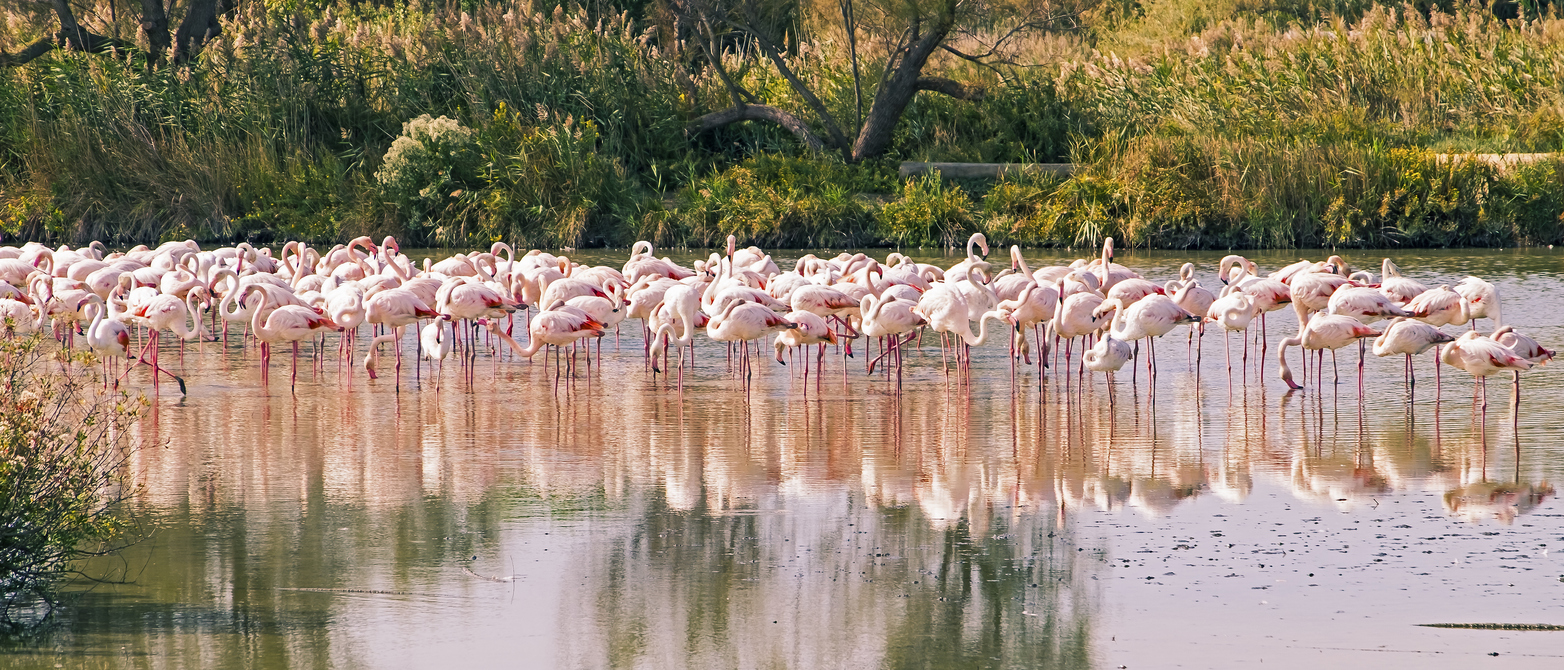 Un fragile oiseau rose