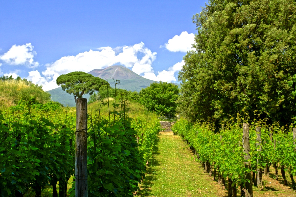 Les vins du Vésuve